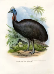 Südlicher Kasuar, 1864